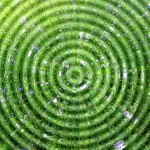 green-circles-834309_960_720